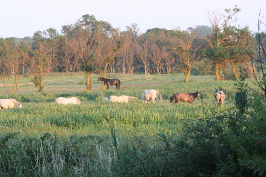 ***************** Hei feelt eng Foto **************